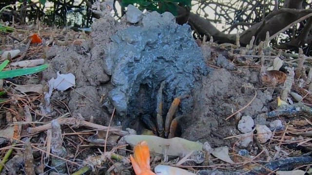 Coconut crab emerging from its muddy burrow