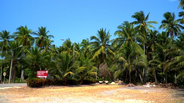 Forest with palm trees under sunny blue skies at the tropics