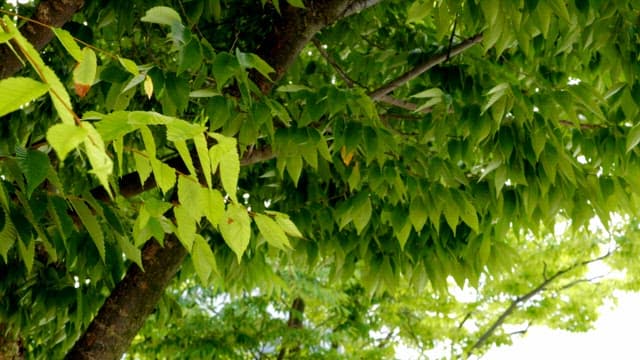 Green leaves on a tree branch