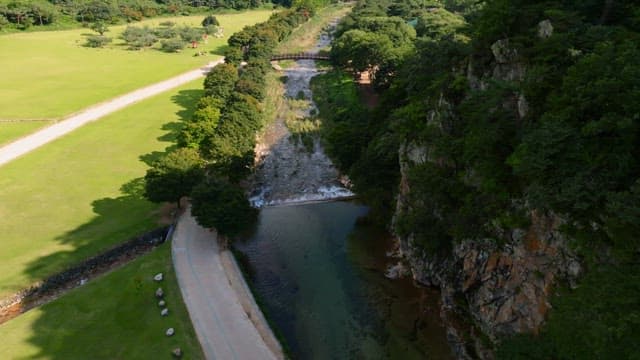 Lush forest with a winding stream