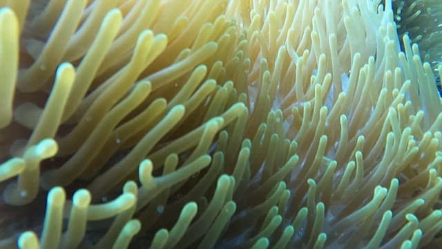 Clownfish Swimming Among Sea Anemones