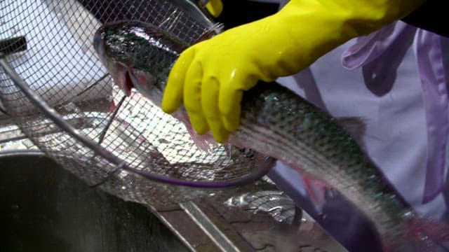 Handling gray mullet in a kitchen sink