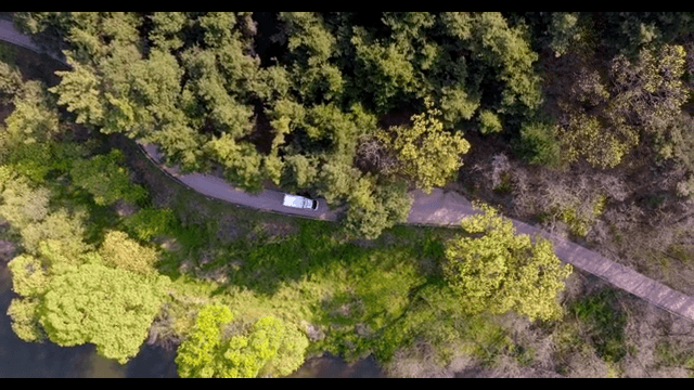 Winding road through a dense forest