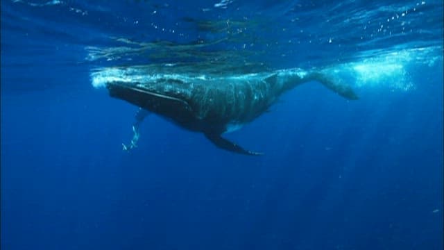 Diver Swimming with a Humpback Whale