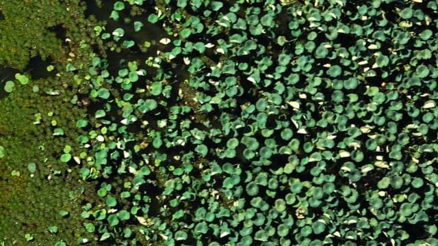 Lush pond filled with green lily pads