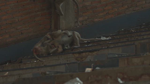 Monkeys Fighting Violently on Stone Steps