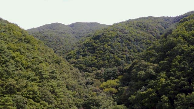 Serene Mountain Range Covered in Lush Forest