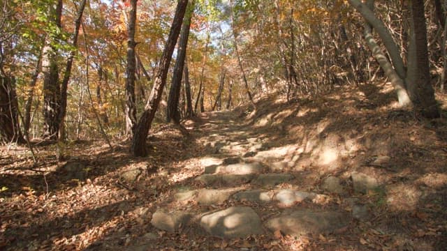 Autumn forest path in the afternoon with stone steps