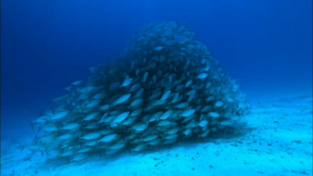 School of Fish Swimming Together in Ocean