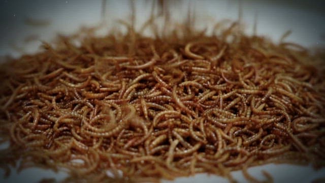 Numerous mealworms moving in a pile.