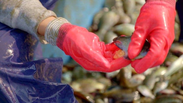 Gloved hand removing the eggs from a freshly caught fish