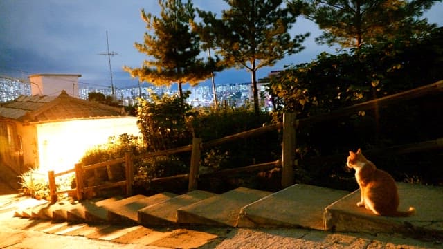Cat sitting on the steps of a narrow alley in a residential area with the lights on