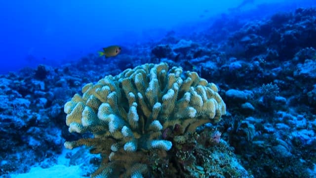 Coral reef with tropical fish underwater