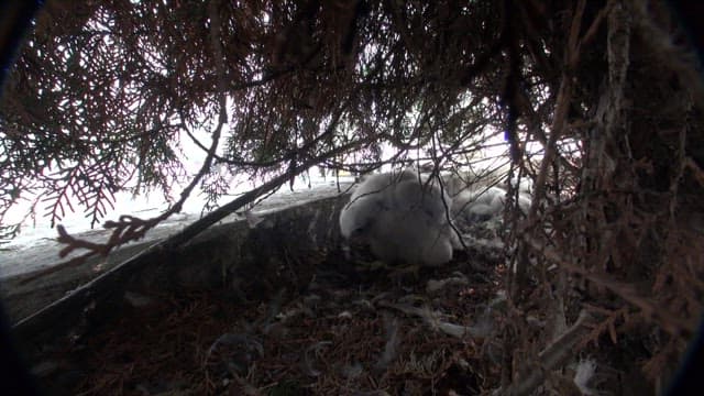 Fluffy baby hawk beneath the cover of dense trees