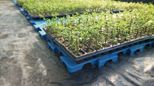 Young plants growing in a greenhouse