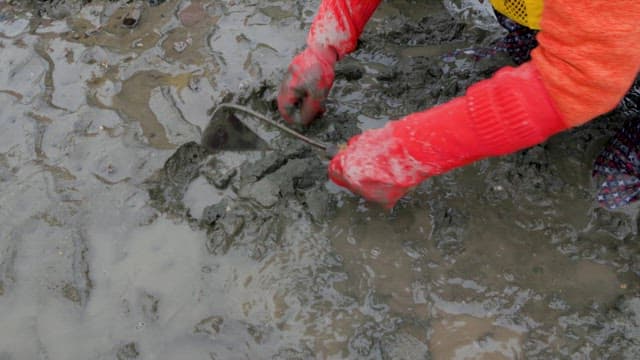 Person Digging Clams from a Mud flat with a Hoe