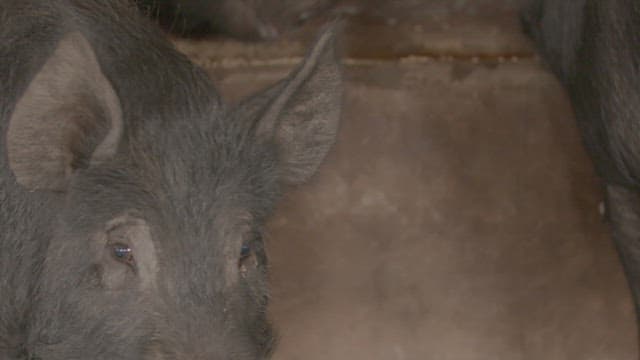 Black pig in a barn
