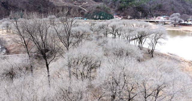 Snow-covered desolate forest full of leafless winter bare trees