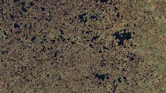 View of a marsh with vegetation