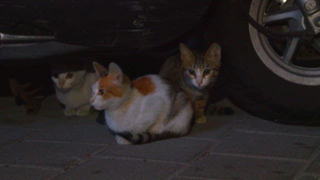 Cats Hiding Under a Car at Night
