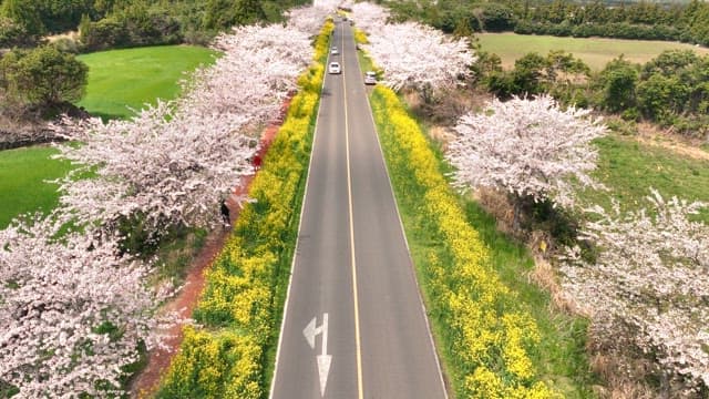 Cherry blossoms lining a scenic road