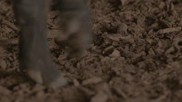 Close-up of a black pig's feet in a barn