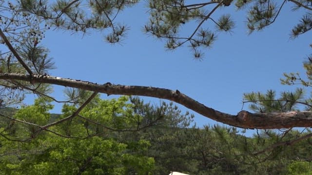 Serene Campsite Amidst Lush Greenery
