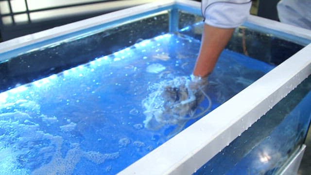 Lifting fresh octopus from the tank