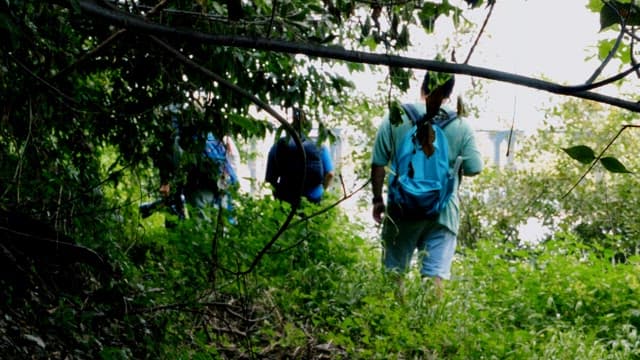 Group Hiking in Lush Green Woods