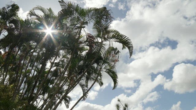 Palm trees with sunlight and clouds