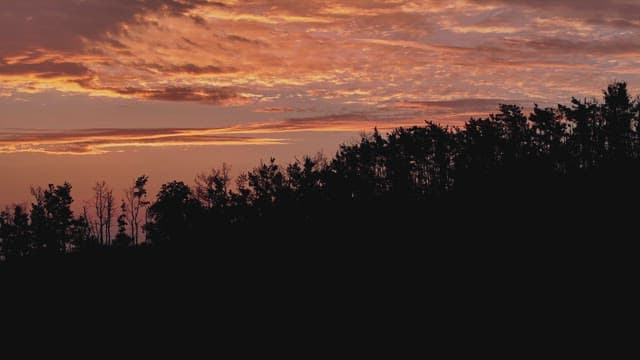 Sunset over tree silhouette