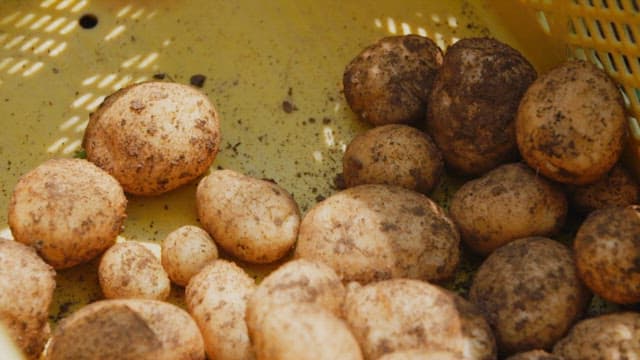 Fresh potatoes tumbling in a yellow basket