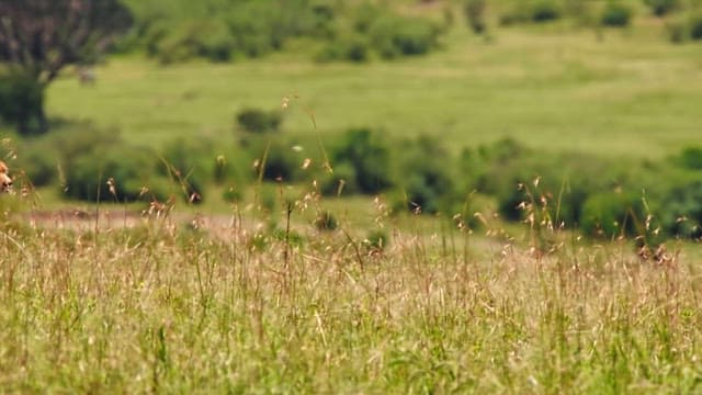 Cheetah prowling through a grassy field