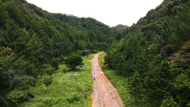 Forest path with two people walking