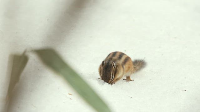 Squirrel Foraging in the Snow
