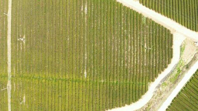 Large Green Tea Field on a Sunny Day