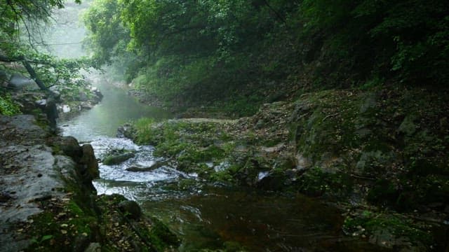 Quiet forest stream on a foggy morning