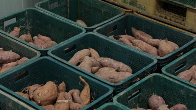 Freshly harvested sweet potatoes in crates