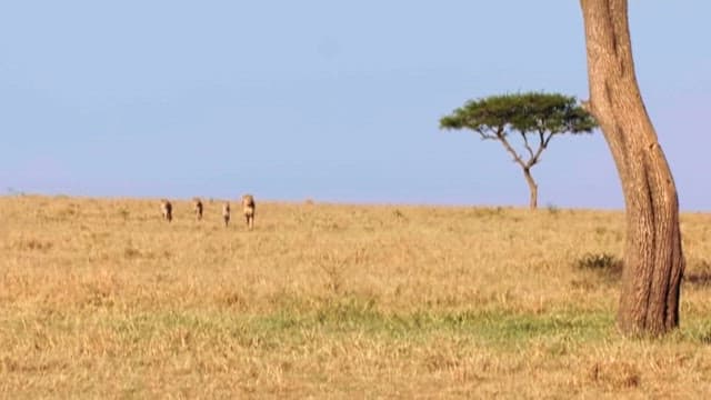 Cheetahs and Antelope in African Savanna