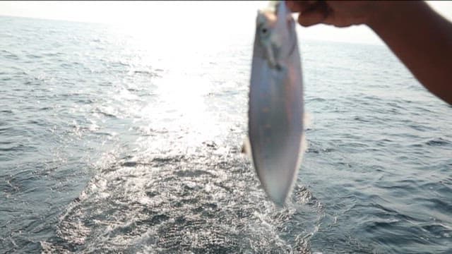 Person holding a fish on a boat