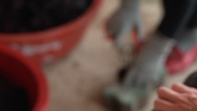 Person Preparing Sea Urchin for Cooking Outdoors
