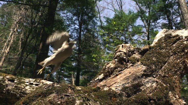 Glimpse of a falcon in a forest