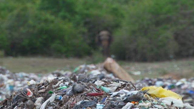 Elephant standing on a meadow with a landfill
