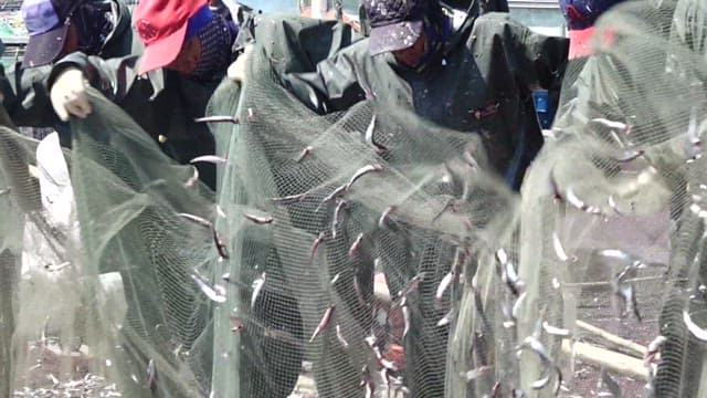 Fishermen Pulling in Nets Full of Fish on a Boat Dock