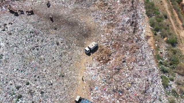 Elephants on a vast landfill during the day