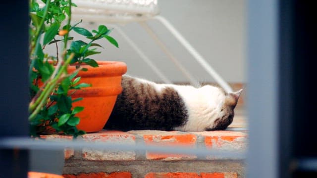 Cat resting on a brick wall near potted plants