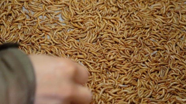 Sorting mealworms in plastic trays at a farm