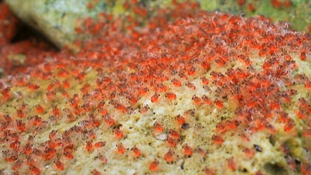 Small red crabs moving on the rock surface
