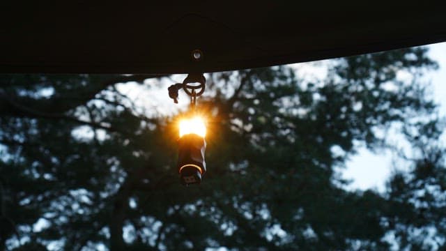 Lantern illuminating the dense forest in the evening