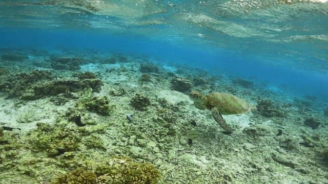 Sea turtle swimming over a coral reef